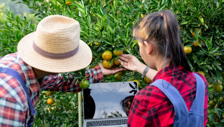 Young farmers are collecting orange with a smile. Modern agricultural concepts. Fruit Picking Jobs in Greece for Indians