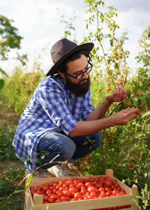 young-farmer-gathering-tomatoes